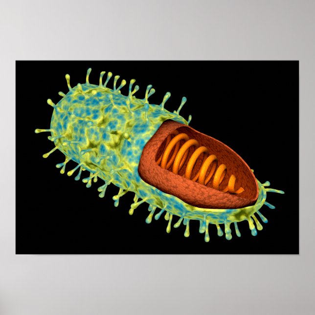 Konceptuell bild av rabiesvirus 3 poster (Framsidan)