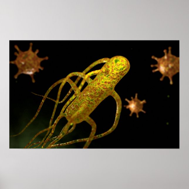Konceptuell bild av Salmonella Typhi 1 Poster (Framsidan)