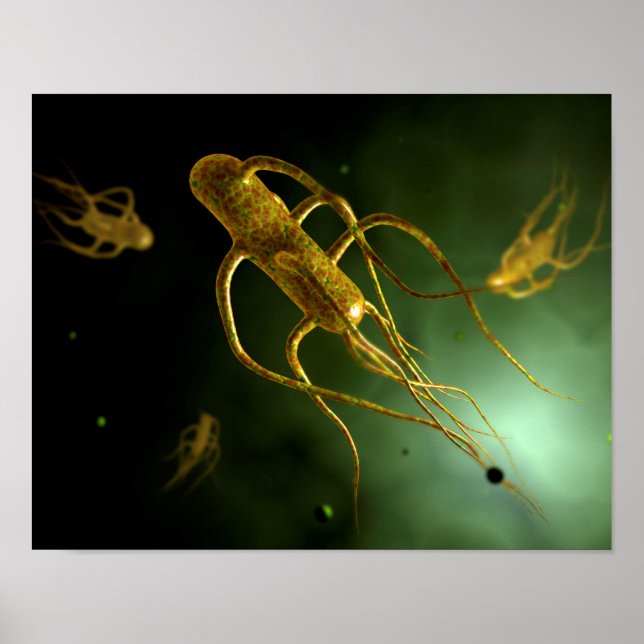 Konceptuell bild av Salmonella Typhi 2 Poster (Framsidan)