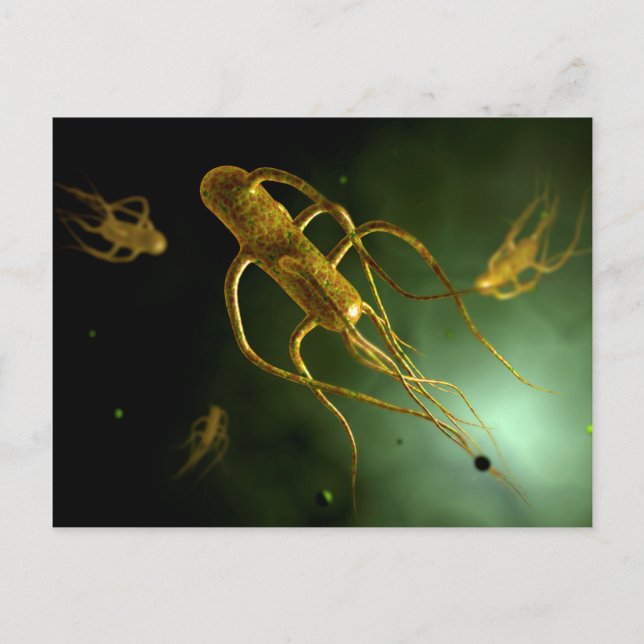 Konceptuell bild av Salmonella Typhi 2 Vykort (Framsida)