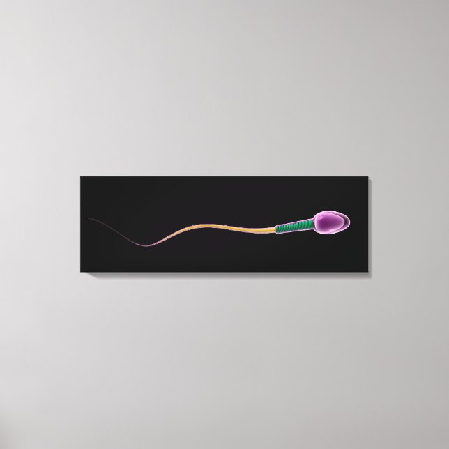Konceptuell bild av Sperm Anatomy (Framsida)