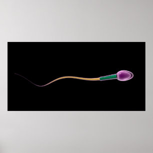 Konceptuell bild av Sperm Anatomy Poster