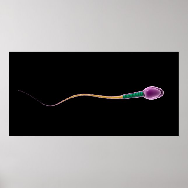 Konceptuell bild av Sperm Anatomy Poster (Framsidan)