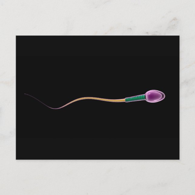 Konceptuell bild av Sperm Anatomy Vykort (Framsida)