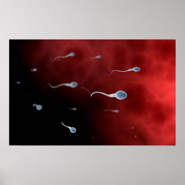 Konceptuell bild av Sperm inuti Fallopian Tube Poster (Framsidan)