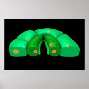 Konceptuell bild av stomata 2 poster