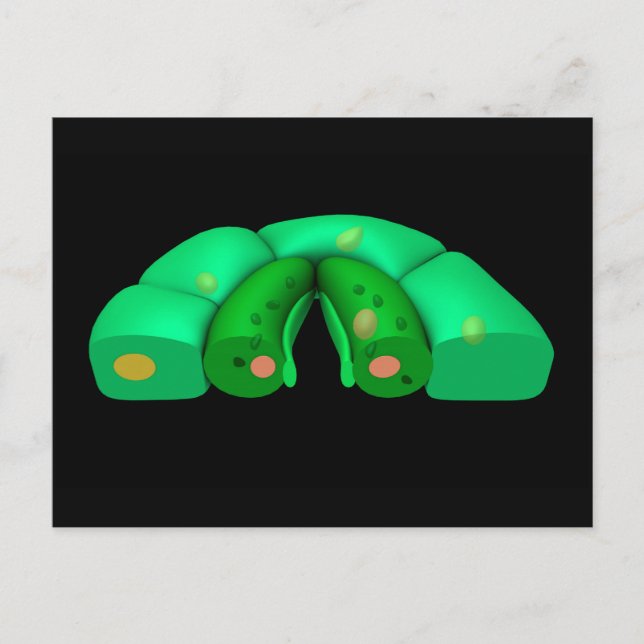 Konceptuell bild av stomata 2 vykort (Framsida)