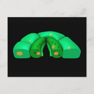 Konceptuell bild av stomata 2 vykort