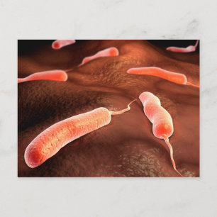 Konceptuell bild av Vibrio Cholerae 1 Vykort