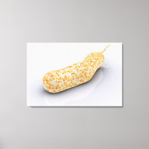 Konceptuell bild av Vibrio Cholerae 3