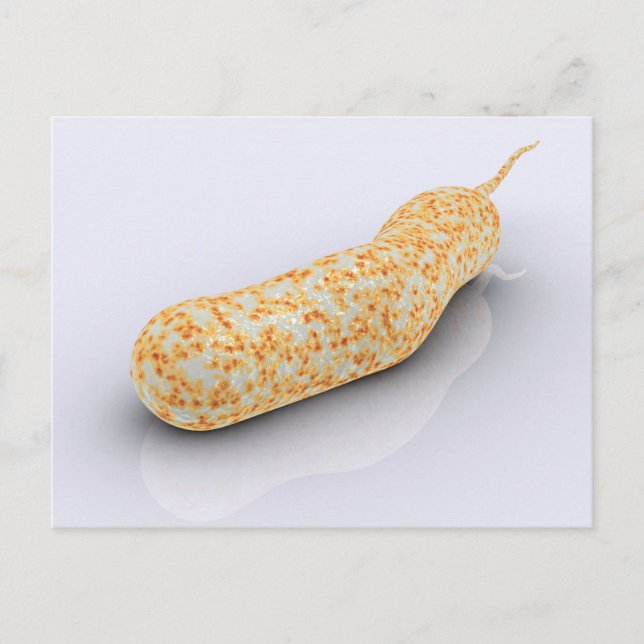 Konceptuell bild av Vibrio Cholerae 3 Vykort (Framsida)