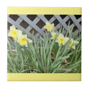 Koncern Daffodils Kakelplatta