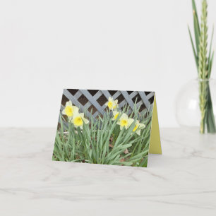 Koncern Daffodils Kort