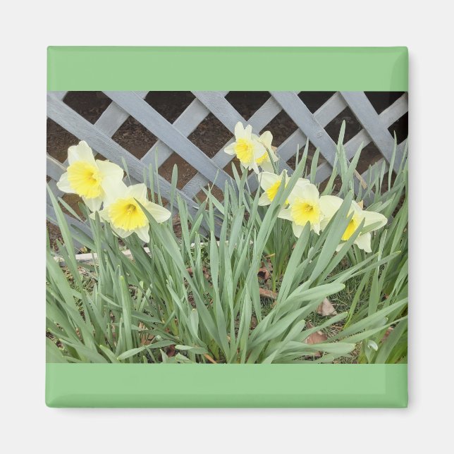 Koncern Daffodils Magnet (Framsidan)