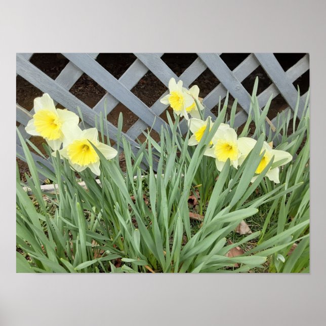 Koncern Daffodils Poster (Framsidan)