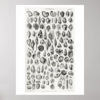 KONCHOLOGERA FOSSILS (SNÄCKOR) ANIMALISKT POSTER