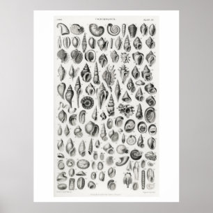 KONCHOLOGERA FOSSILS (SNÄCKOR) ANIMALISKT POSTER