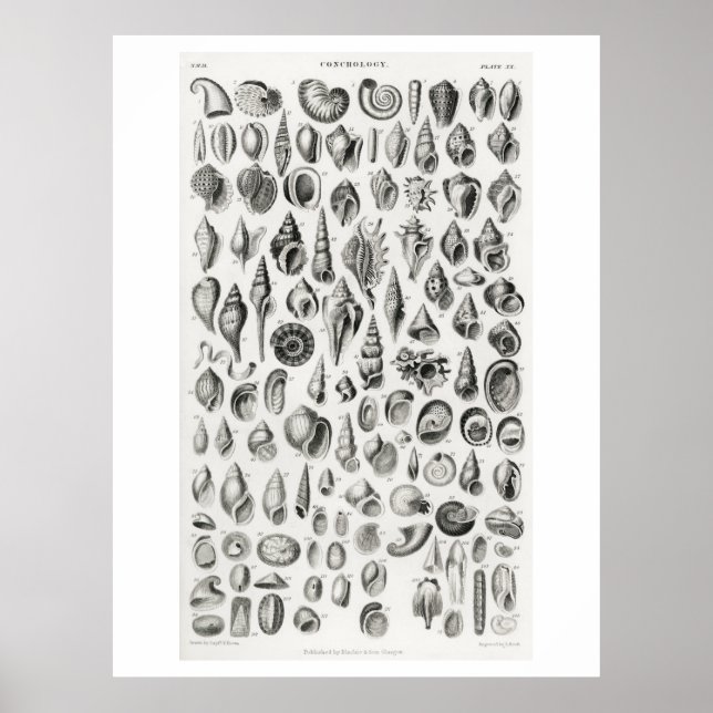 KONCHOLOGERA FOSSILS (SNÄCKOR) ANIMALISKT POSTER (Framsidan)