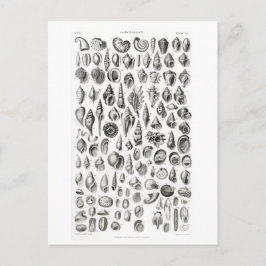 KONCHOLOGISKT FOSSILS DJURCHART POSTCARD VYKORT