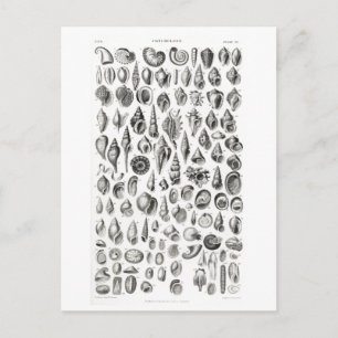 KONCHOLOGISKT FOSSILS DJURCHART POSTCARD VYKORT