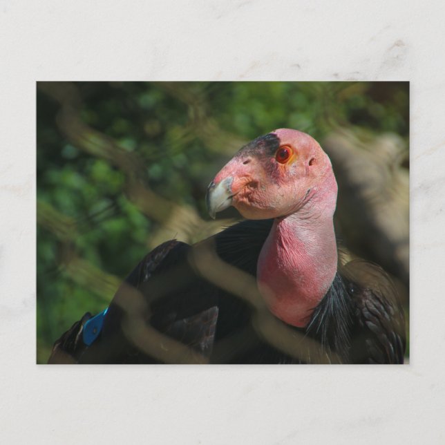 kondor vykort (Framsida)