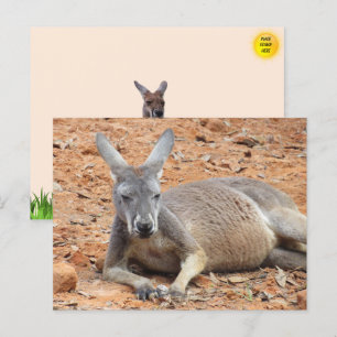 Konfient Kangaroo-vykort Vykort