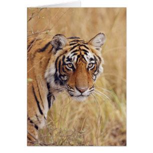 Konglig Bengalisk Tiger Hälsningskort