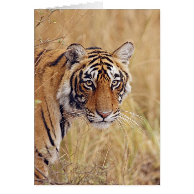 Konglig Bengalisk Tiger Hälsningskort (Framsidan)