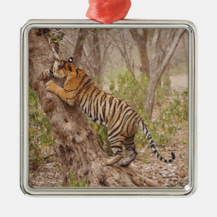 Konglig Bengalisk Tiger klättrar upp i trädet, Julgransprydnad Metall
