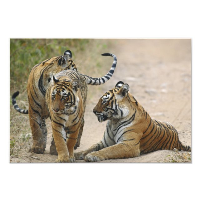 Konglig Bengalisk Tiger och ungar, Ranthambhor Fototryck (Framsidan)