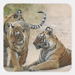 Konglig Bengalisk Tiger och ungar, Ranthambhor Fyrkantigt Klistermärke