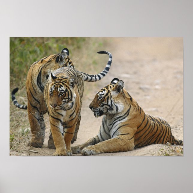 Konglig Bengalisk Tiger och ungar, Ranthambhor Poster (Framsidan)