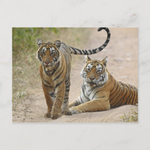 Konglig Bengalisk Tiger och unge, Ranthambhor Vykort