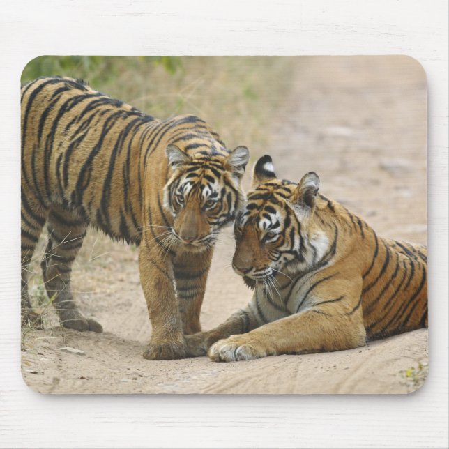 Konglig Bengalisk Tiger och unge - Vidrör framtill Musmatta (Framsidan)