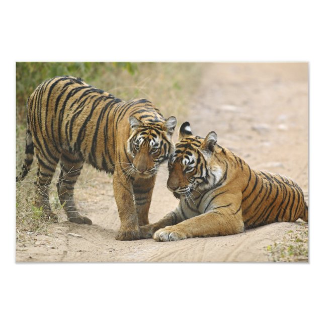 Konglig Bengalisk Tiger och unge - Vidrör varandra Fototryck (Framsidan)