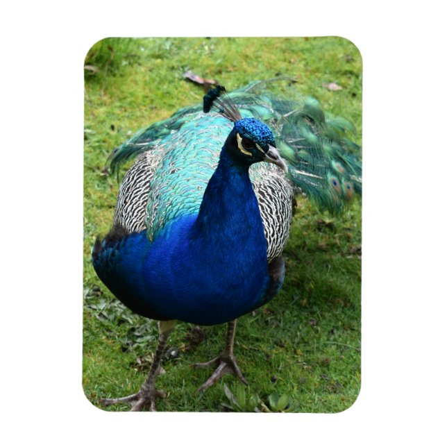Konglig Påfågel Kraft Magnet (Vertikal)
