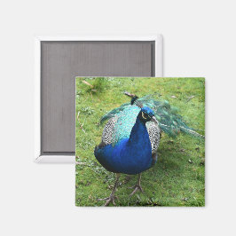 Konglig Påfågelkraft  Magnet
