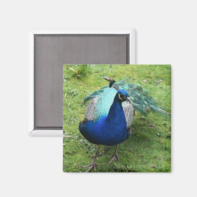 Konglig Påfågelkraft  Magnet (Front/Back)