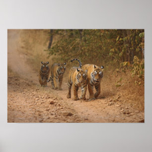 Kongliga Bengaliska tigrar på språng, Ranthambhor Poster