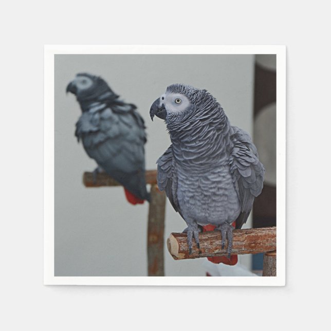 Kongo African Grått Parrot i Spegel Pappersservett (Framsidan)