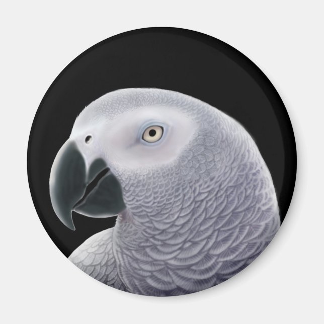 Kongo African Grått Parrot Magnet (Framsidan)