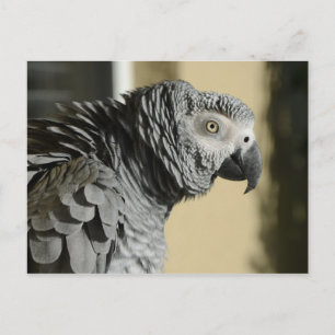 Kongo African Grått Parrot med ruffade fjädrar Vykort