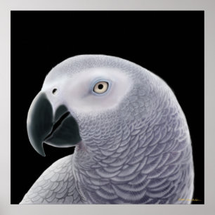 Kongo African Grått Parrot Poster