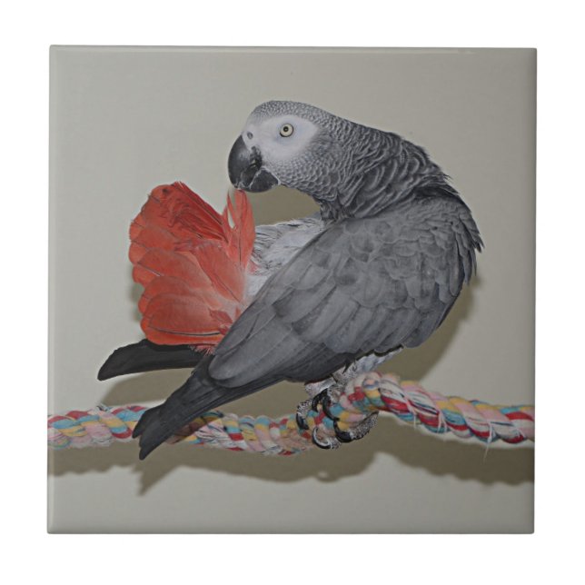 Kongolesiska Grått Parrot Svan Prep Kakelplatta (Framsidan)