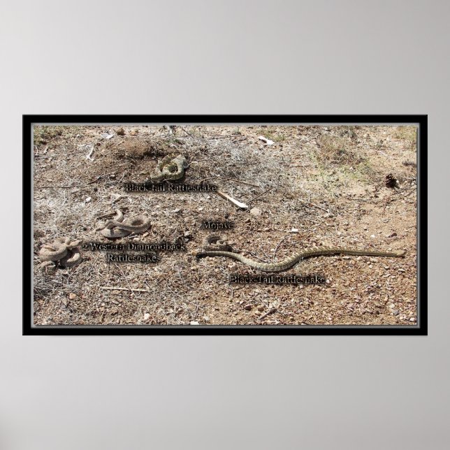 Kongressen, Arizona Rattlesnakes Poster (Framsidan)