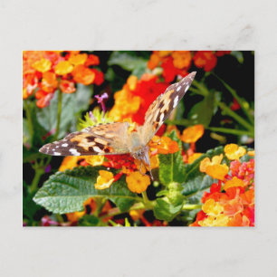 Kongressen Pawarzata Dam (Vanessa cardui) Vykort