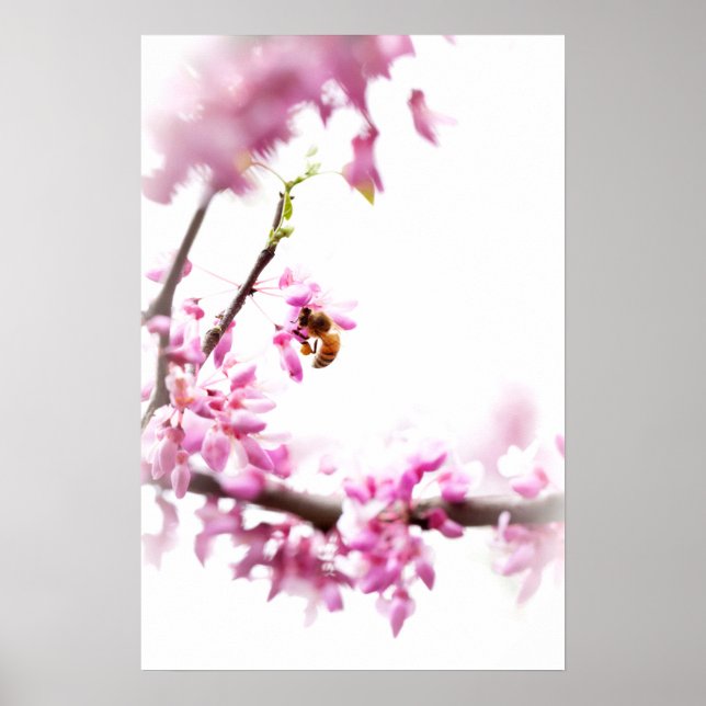 Konsärttre och honungsbi på våren poster (Framsidan)