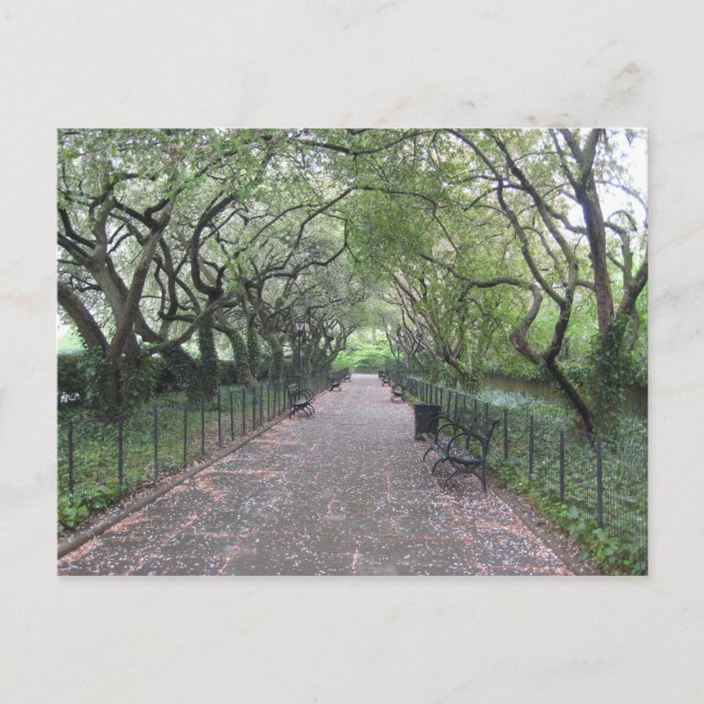 Konservatoriskt Garden Central Park New York City  Vykort (Framsida)