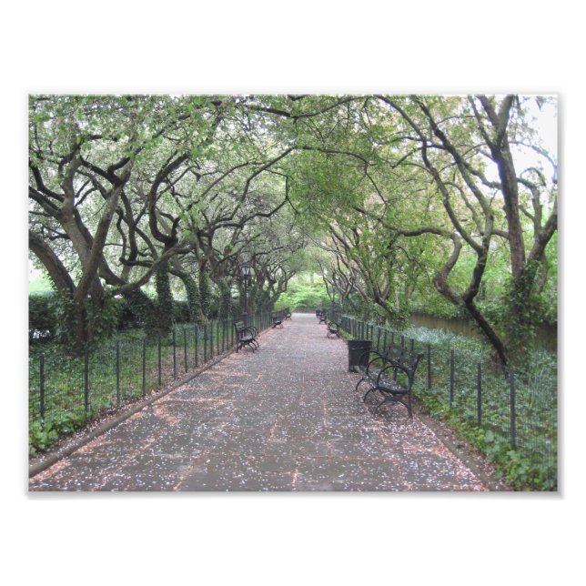 Konservatoriskt trädgårdscentralparkens NYC-fotogr Fototryck (Framsidan)