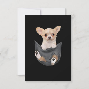 Könsnuny Chihuahua i Pocket Hundar Älskare OSA Kort